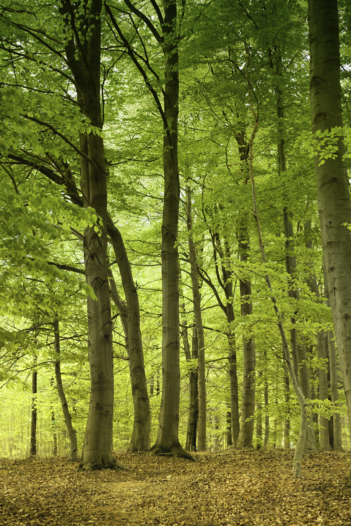 Tree trimming, lawn maintenance, lawn service